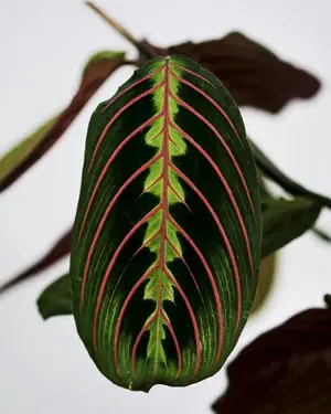 Maranta Leuconeura fascinator - Cambridge Bee