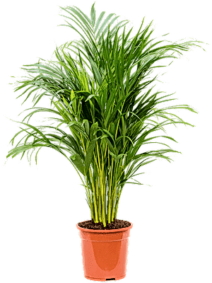 Dypsis lutescens - Areca Palm ⌀19 ↑70 - 90cm - Cambridge Bee