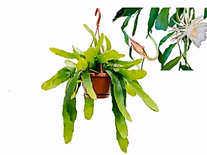Epiphyllum Pumilum - White Orchid Cactus ⌀15 - Cambridge Bee
