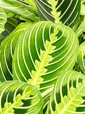 Maranta Lemon Lime - prayer plant Lemon Lime ⌀12cm - Cambridge Bee