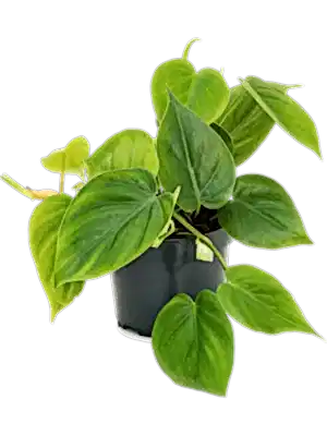 Philodendron Scandens - Heart-leaf philodendron ⌀12cm - Cambridge Bee