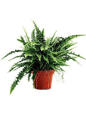 Nephrolepis exaltata - Boston Fern - Cambridge Bee