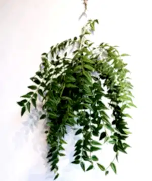 Hoya Bella hanging ⌀14cm - Cambridge Bee