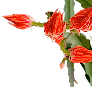 Epiphyllum ackermannii - Ackermann's Orchid Cactus - Cambridge Bee