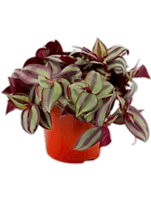 Tradescantia Zebrina - Wondering Jew ⌀12cm - Cambridge Bee
