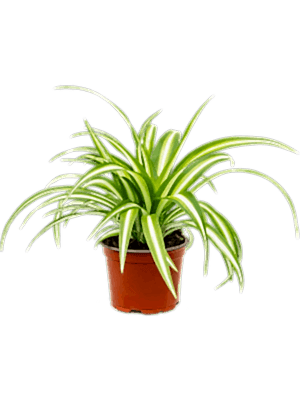 Chlorophytum - Spider plant - Cambridge Bee