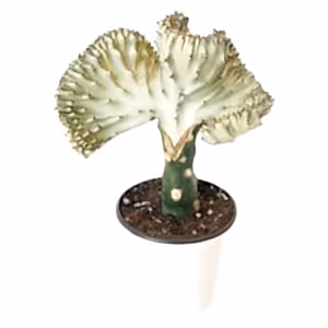 Euphorbia Lactea Cristata - Coral Cactus white - Cambridge Bee