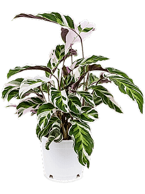 Calathea White Fusion - peacock plant ⌀10cm - Cambridge Bee