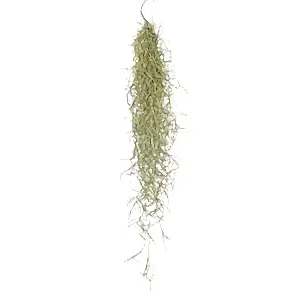Tillandsia Usneoides - Spanish moss - Cambridge Bee