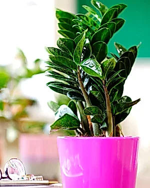 Zamioculcas Zenzi - Cambridge Bee