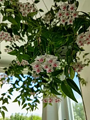 Hoya Bella hanging ⌀14cm - Cambridge Bee