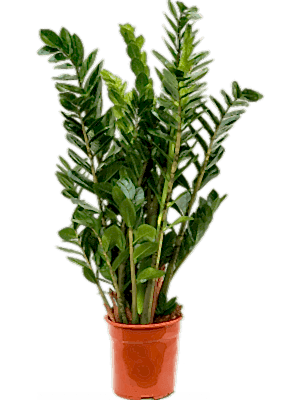 Zamioculcas Zamifolia Emerald Palm ⌀19cm ↑90cm - Cambridge Bee