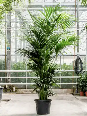 Howea Fosteriana - Kentia Palm ⌀21cm ↑125cm - Cambridge Bee