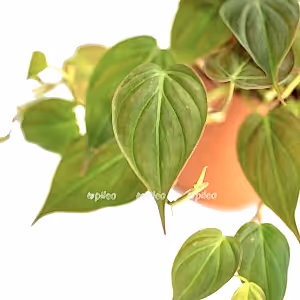 Philodendron Micans - Cambridge Bee