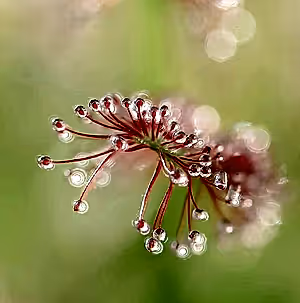 Drosera Capensis - Sundew ⌀8.5cm - Cambridge Bee