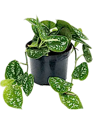 Scindapsus Pictus Argyraeus - Satin Pothos ⌀12cm - Cambridge Bee