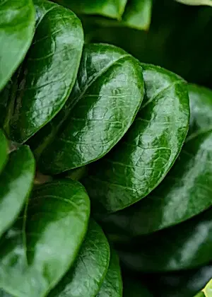 Zamioculcas Zenzi - Cambridge Bee