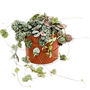 Ceropegia Woodii - String of hearts ⌀8cm - Cambridge Bee
