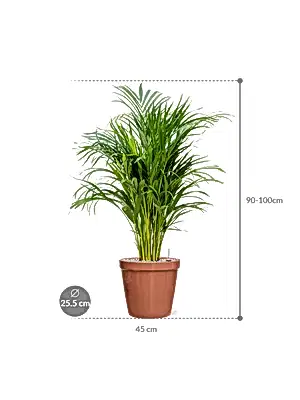 Dypsis lutescens - Areca Palm ⌀19 ↑70 - 90cm - Cambridge Bee