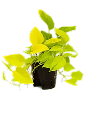 Epipremnum pinnatum Golden Neon Pothos ⌀12cm ↑20cm - Cambridge Bee