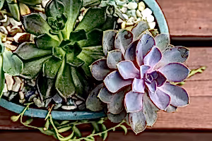 Echeveria Succulent Mix - set of 3 - Cambridge Bee