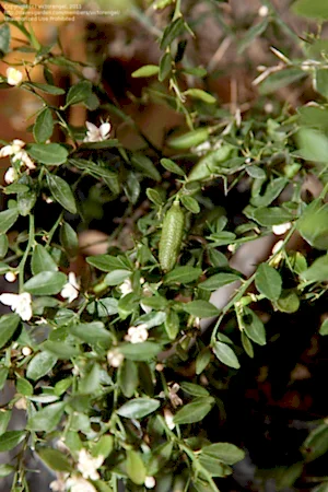 Citrus Australasica - Finger Lime ⌀12cm - Cambridge Bee