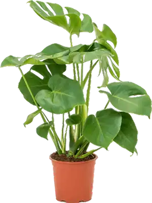 Monstera Deliciosa ⌀19 - Cambridge Bee