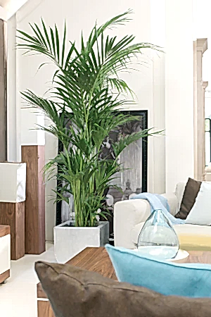Howea Fosteriana - Kentia Palm ⌀21cm ↑125cm - Cambridge Bee
