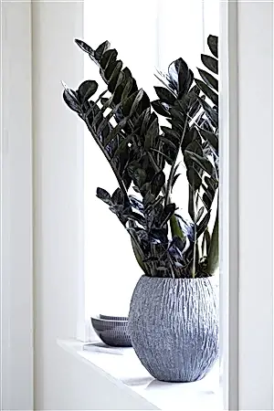 Zamioculcas Raven - Cambridge Bee