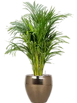 Dypsis lutescens - Areca Palm ⌀21 ↑125cm - Cambridge Bee