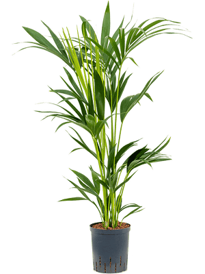 Howea Fosteriana - Kentia Palm ⌀17cm ↑80cm - Cambridge Bee