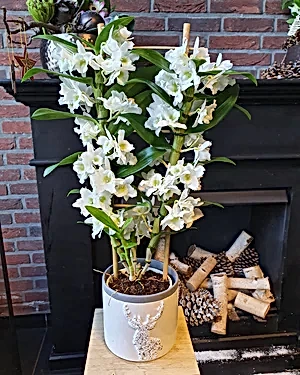 Dendrobium Nobile - White Orchid - Cambridge Bee