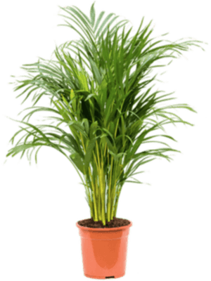 Dypsis lutescens - Areca Palm ⌀21 ↑100cm - Cambridge Bee