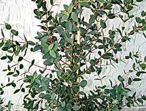 Eucalyptus parvifolia - eucalyptus parvula Tree ⌀17cm ↑50cm - Cambridge Bee