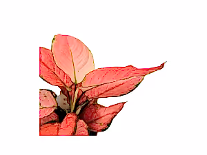 Aglaonema Sun Star - Chinese Evergreen - Cambridge Bee