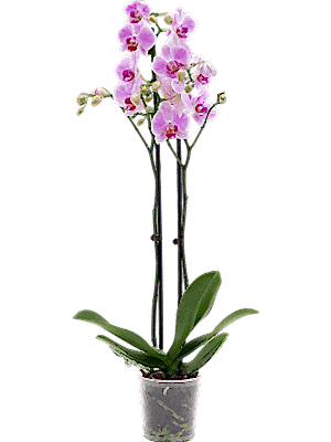 Phalaenopsis Orchid - Pink 2stem - Cambridge Bee