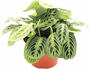 Maranta Lemon Lime - prayer plant Lemon Lime ⌀12cm - Cambridge Bee