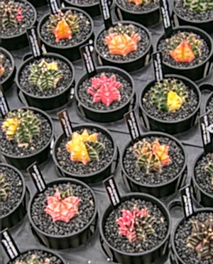 Gymno cactus Variegata - Variegated Cactus - Cambridge Bee