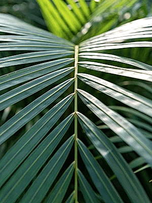 Dypsis lutescens - Areca Palm ⌀21 ↑100cm - Cambridge Bee