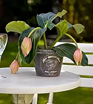 Medinilla Magnifica - Rose Grape Orchid - Cambridge Bee