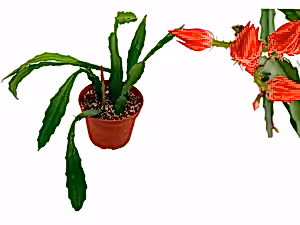 Epiphyllum ackermannii - Ackermann's Orchid Cactus - Cambridge Bee