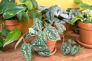 Scindapsus Pictus Argyraeus - Satin Pothos ⌀12cm - Cambridge Bee