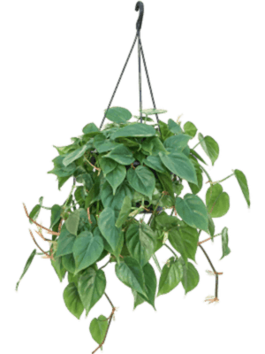 Philodendron Scandens - Heart-leaf philodendron hanging ⌀15cm - Cambridge Bee