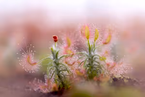 Drosera Capensis - Sundew ⌀8.5cm - Cambridge Bee