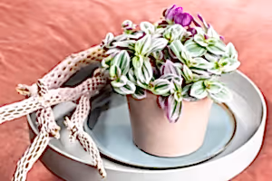 Tradescantia Nanouk  - Wondering Jew ⌀12cm - Cambridge Bee