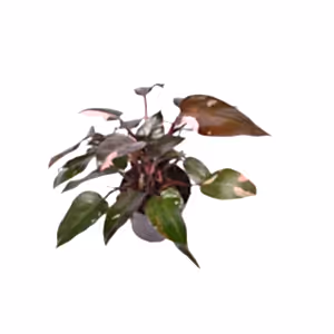 Philodendron Pink Princess ⌀10.5cm - Cambridge Bee