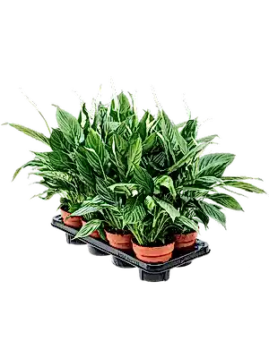 Spathiphyllum - Peace lily ⌀12cm ↑40cm - Cambridge Bee