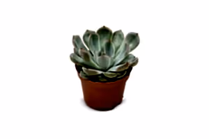 Echeveria Succulent Mix - set of 3 - Cambridge Bee