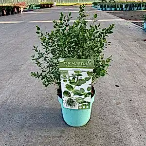 Eucalyptus parvifolia - eucalyptus parvula Tree ⌀17cm ↑50cm - Cambridge Bee