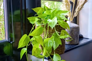 Epipremnum pinnatum Golden Neon Pothos ⌀12cm ↑20cm - Cambridge Bee
